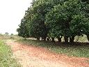 Auf dem Grundstck befinden sich viele Obstbume, darunter Mangos, Guarana, Guayaba, Orangen, Mandarinen, usw.