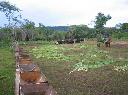 40 Hektar Estancia in Tebicuarymi - Immobilien Paraguay