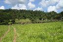 95 Hektar Rinderfarm fertig fr die Rinderzucht - Immobilien Paraguay