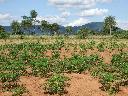 8 Hektar in Colonia 14 de Mayo in direkter nhe zu Villarrica - Immobilien Paraguay