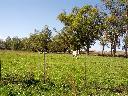 Land-Forstwirtschaftlich / Bauernhof / Anwesen in Guair� - Paraguay
