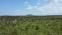 Land-Forstwirtschaftlich / Wald / Wiese / Ackerland in Guair� - Paraguay